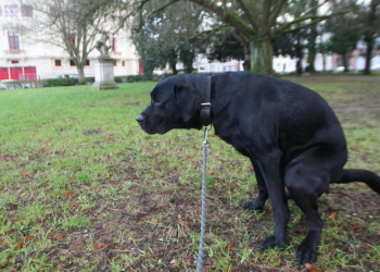 90€ de prime pour dénoncer les crottes de chien de son voisin, cette ville encourage la délation