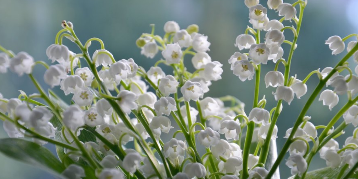 1er mai : acheter un brin de muguet va-t-il vous coûter plus cher cette année ?