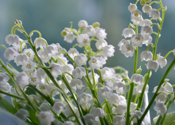 1er mai : acheter un brin de muguet va-t-il vous coûter plus cher cette année ?