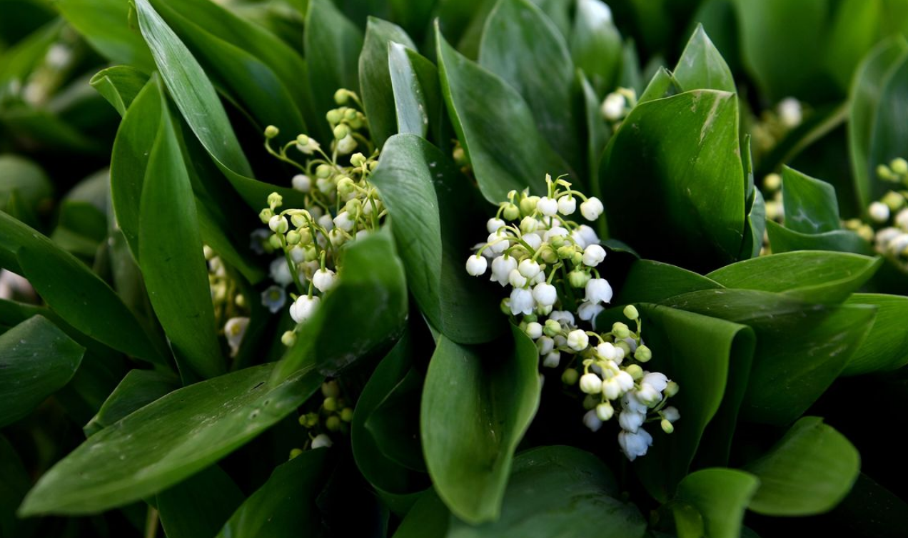 Capture decran 2026 04 29 133902