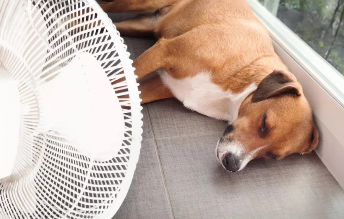 Coup de chaleur chat chien (4) Coup de chaleur chat chien (4)