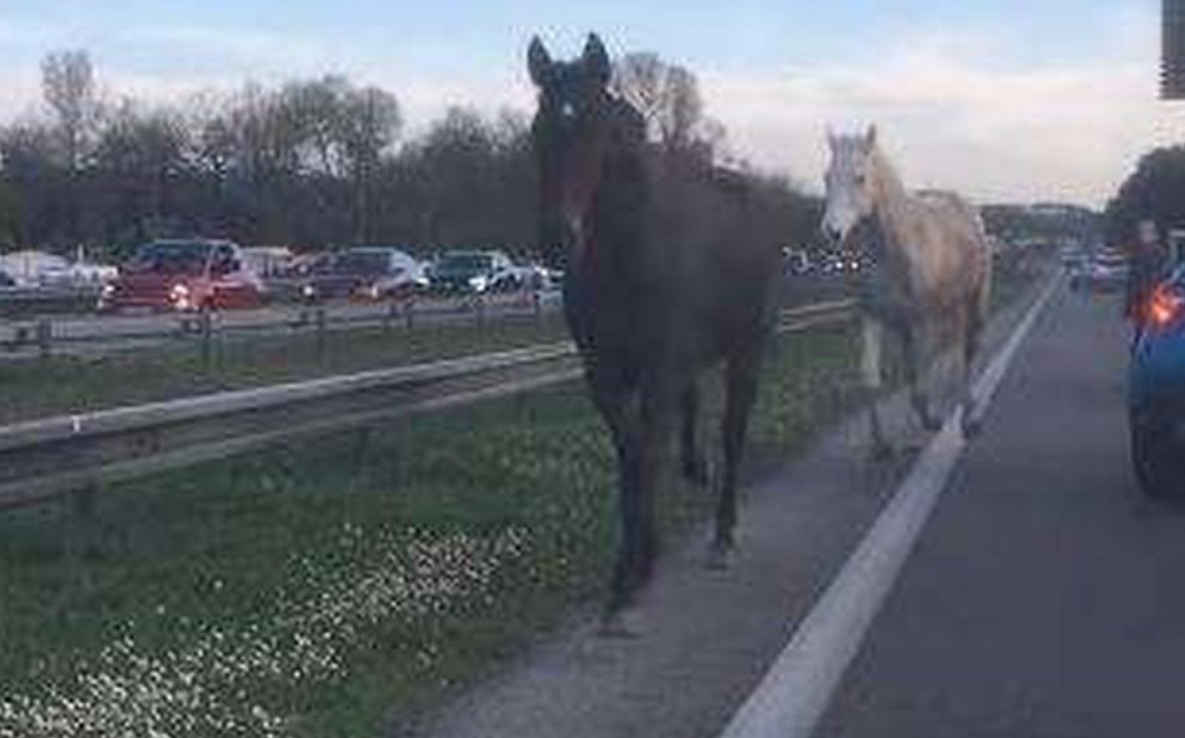 cheval surgir autoroute 1 cheval