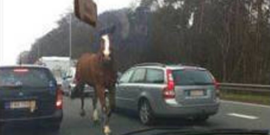 “Mon mari a crié : y a un cheval !” : l’animal venait de surgir à contresens sur l’autoroute