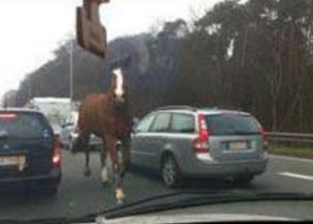“Mon mari a crié : y a un cheval !” : l’animal venait de surgir à contresens sur l’autoroute