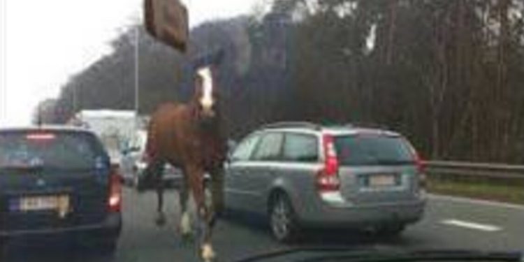 cheval surgir autoroute 2 cheval