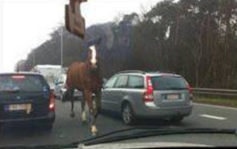 cheval surgir autoroute 2