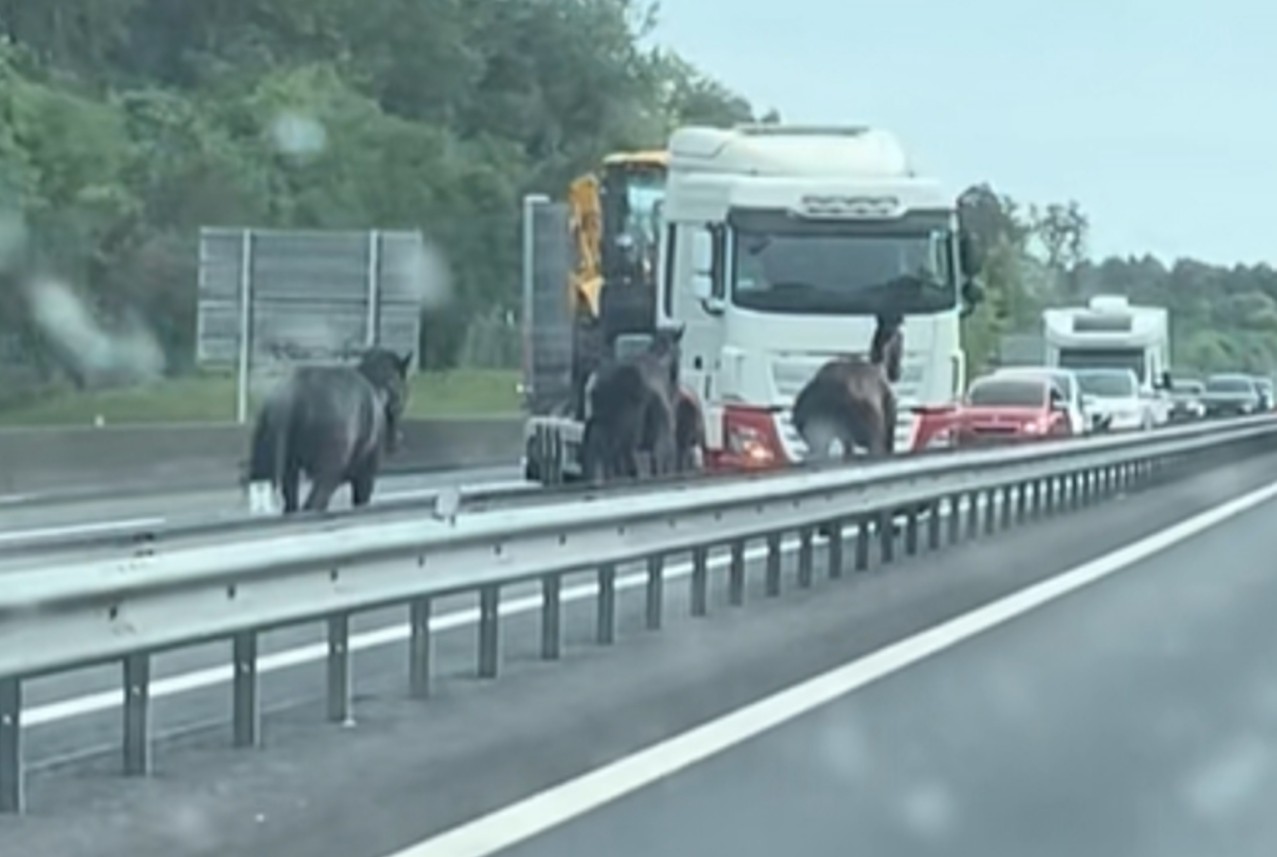 cheval surgir autoroute cheval