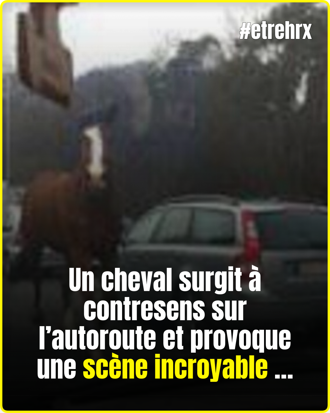 “Mon mari a crié : y a un cheval !” : l’animal venait de surgir à contresens sur l’autoroute