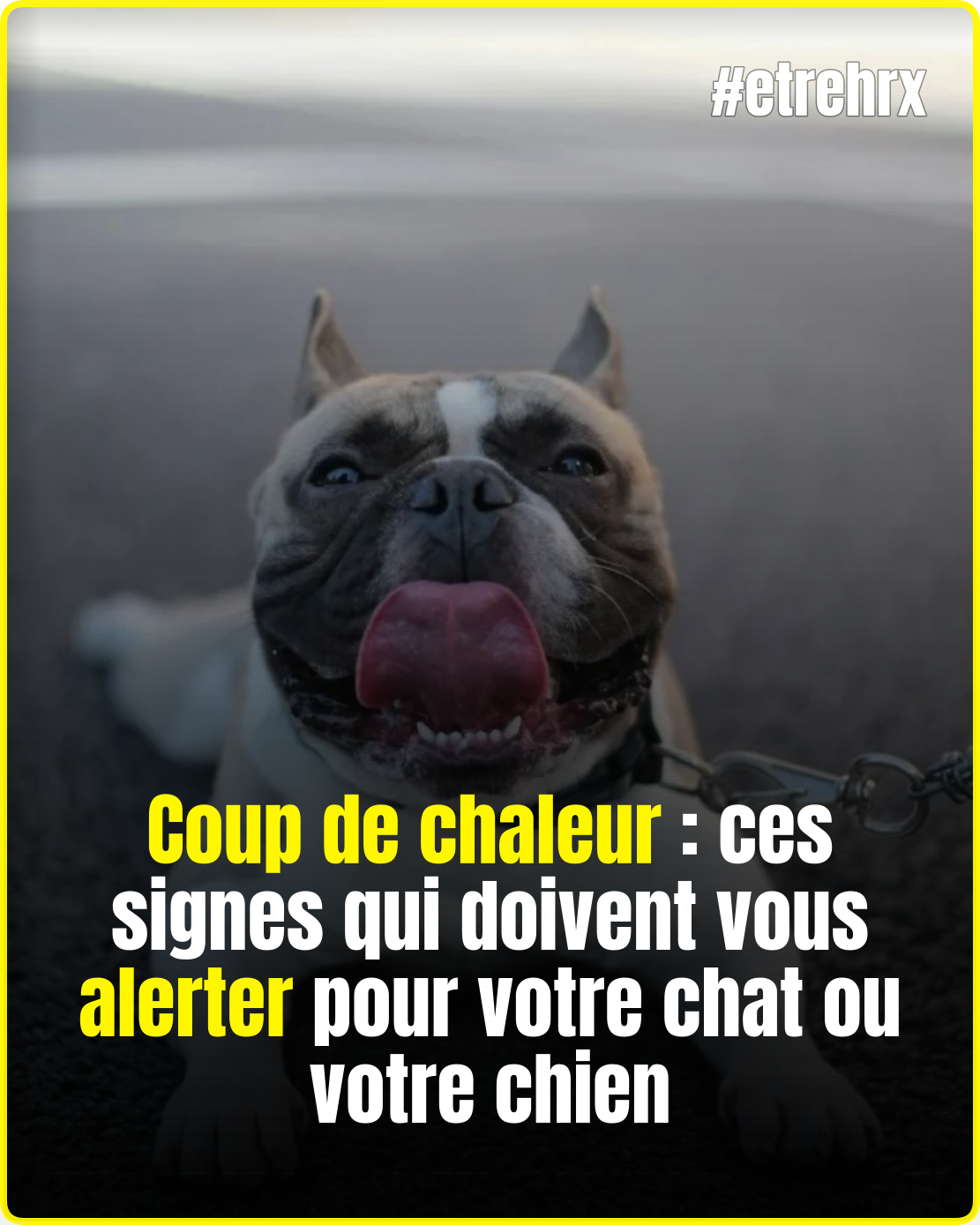 Coup de chaleur : ces signes qui doivent vous alerter pour votre chat ou votre chien