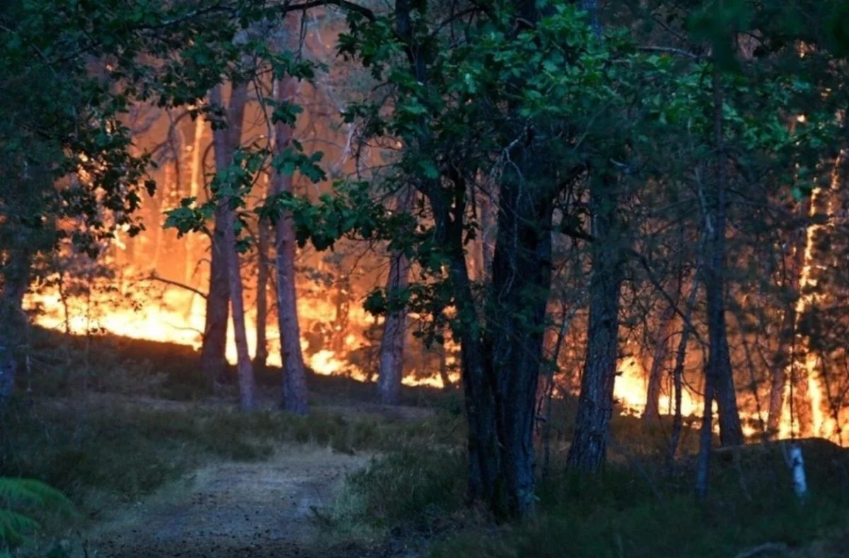 Incendies à Fontainebleau (1) Incendies à Fontainebleau (1)