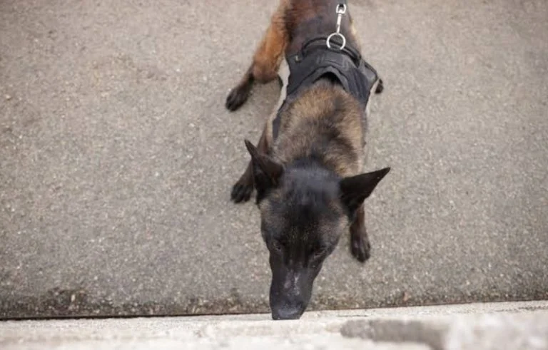 Le policier oublie ses deux chiens (3)