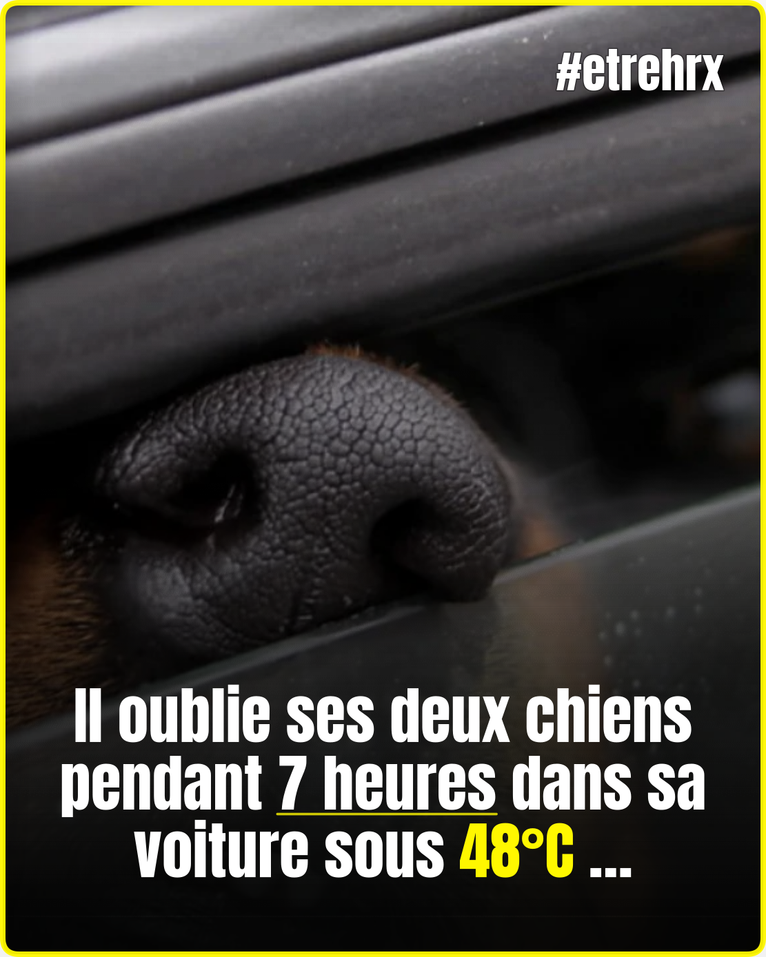 Deux chiens laissés des heures dans une voiture en pleine chaleur…