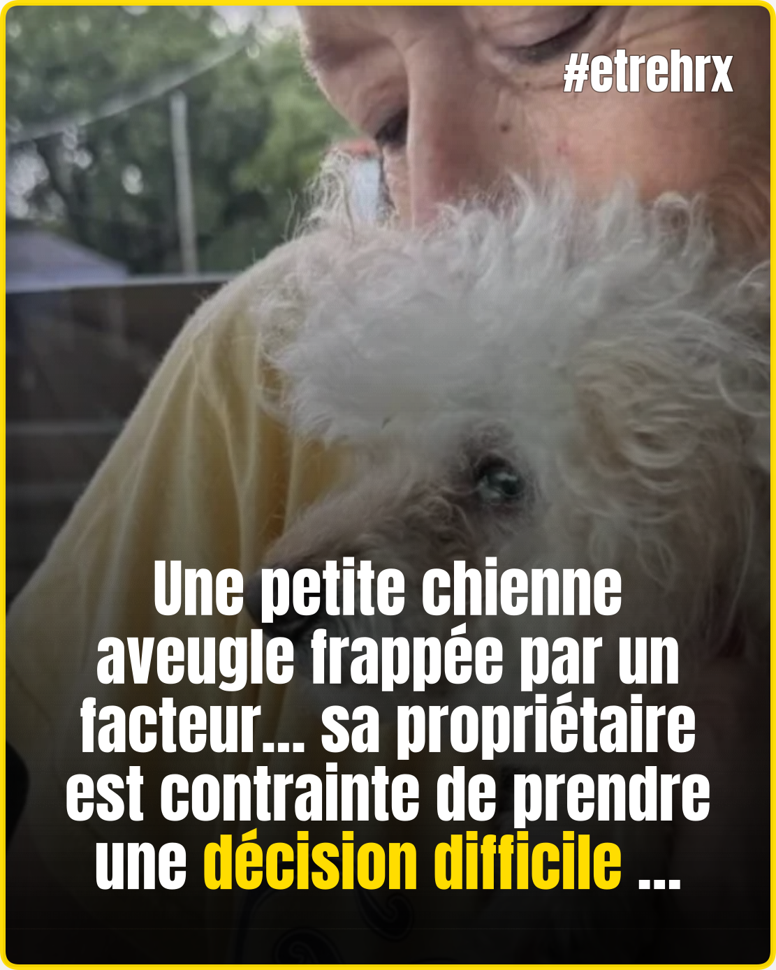 Filmée par une caméra, l’agression d’une petite chienne aveugle provoque une vive émotion…