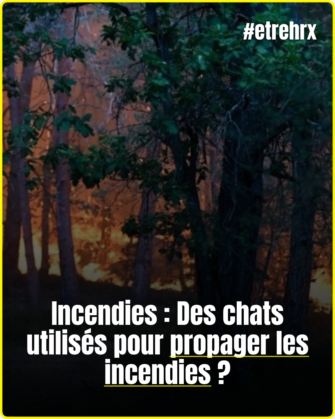 Une technique impliquant des chats pour accélérer la propagation des flammes fait froid dans le dos…