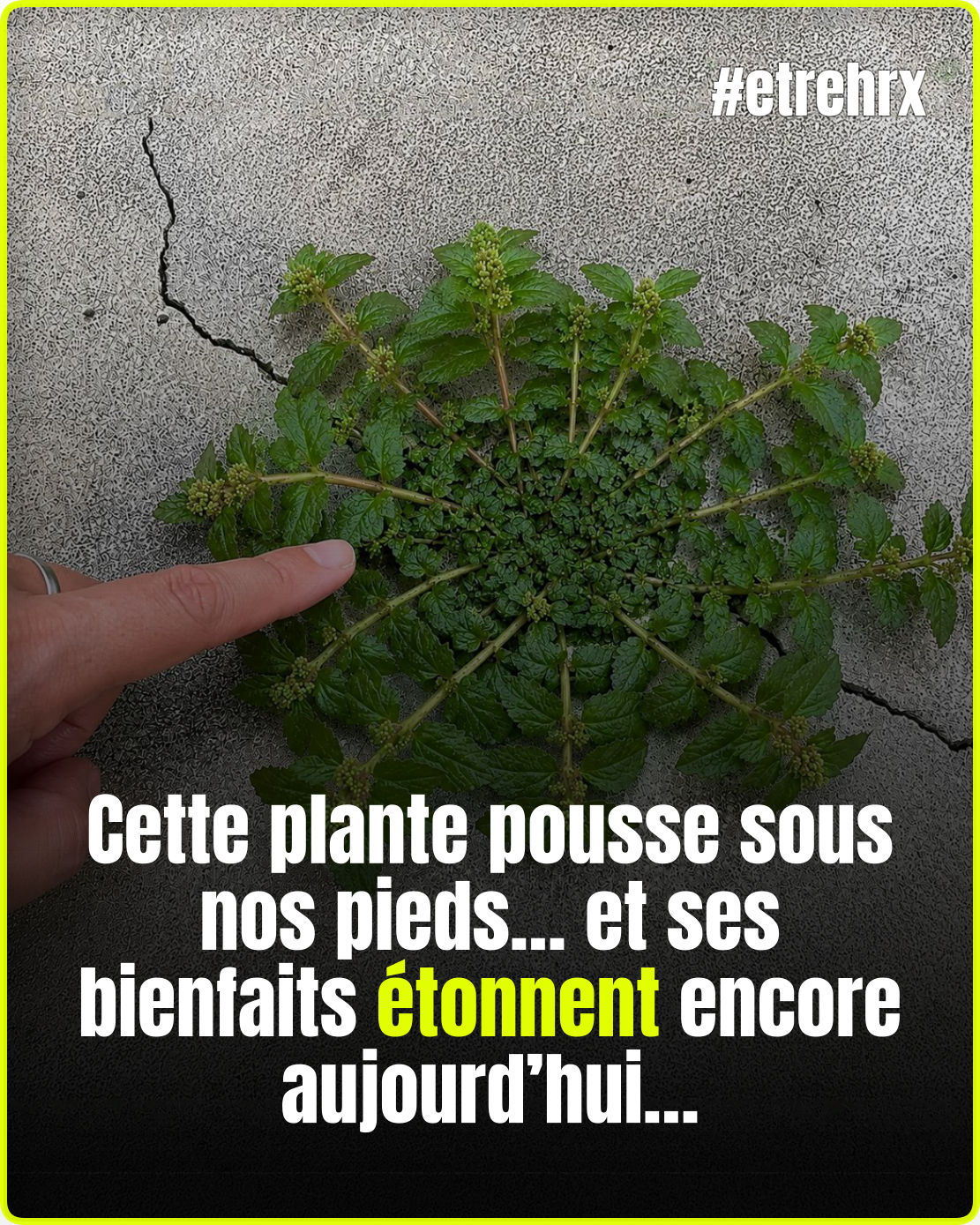 Euphorbia hirta : la plante médicinale aux mille vertus que la nature