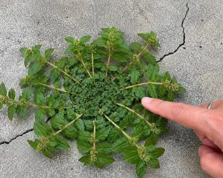plante médicinale (4)