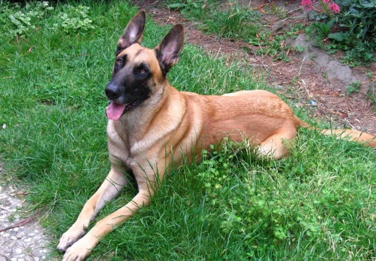 chien, un bébé (2)