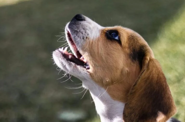 chiens (2)