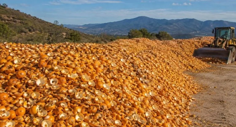 écorces d&rsquo;oranges (1)