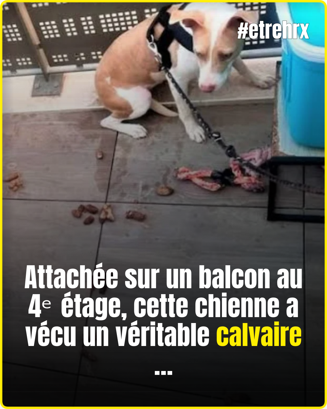 Attachée, la chienne était abandonnée depuis plusieurs jours sur le balcon du