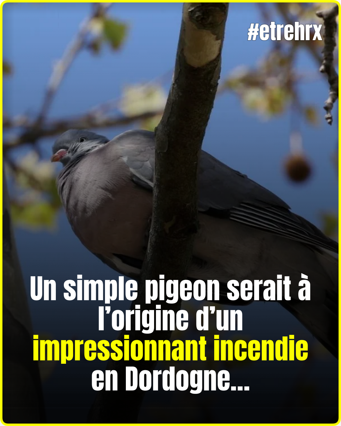 Dordogne : comment un pigeon a déclenché un énorme incendie, détruisant plus