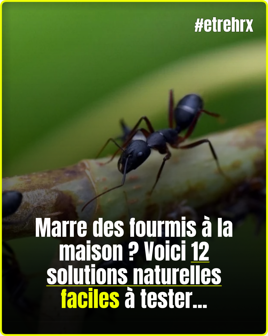 12 solutions naturelles pour vous débarrasser des fourmis