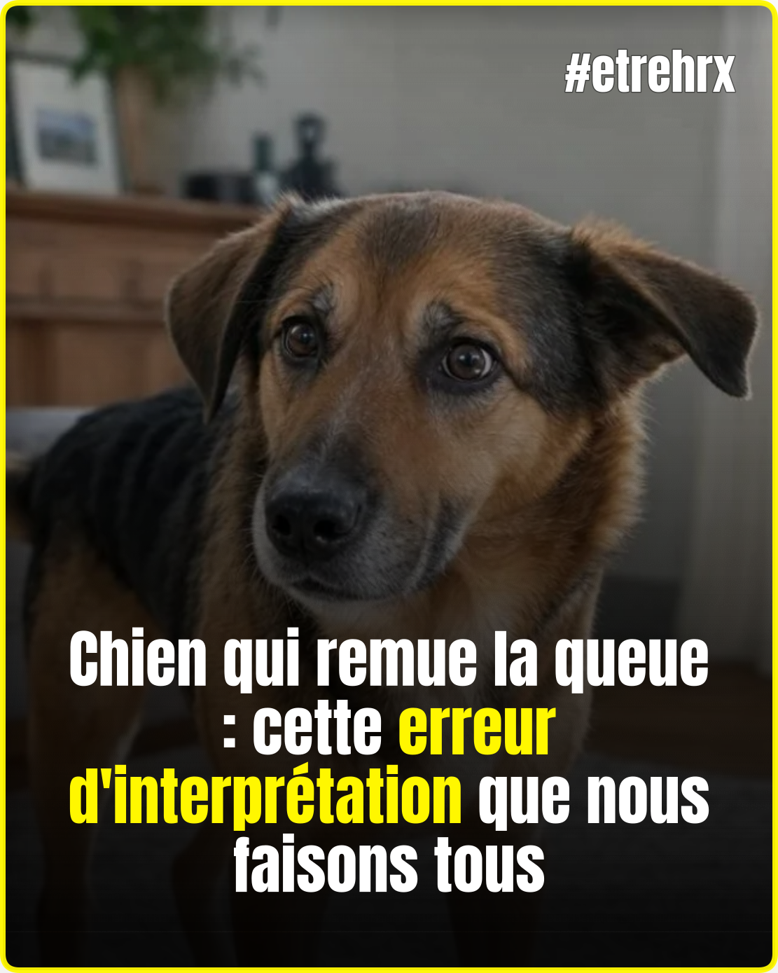 Chien qui remue la queue : cette erreur d&rsquo;interprétation que nous faisons tous