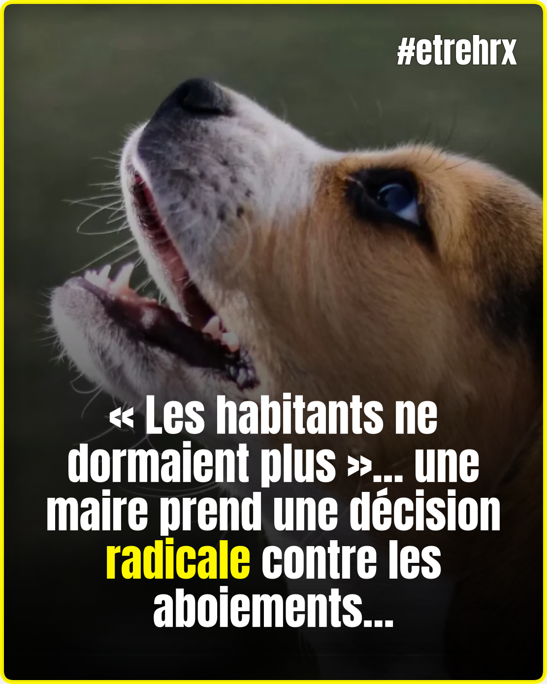 « Les habitants ne dormaient plus »: face aux nuisances de chiens,