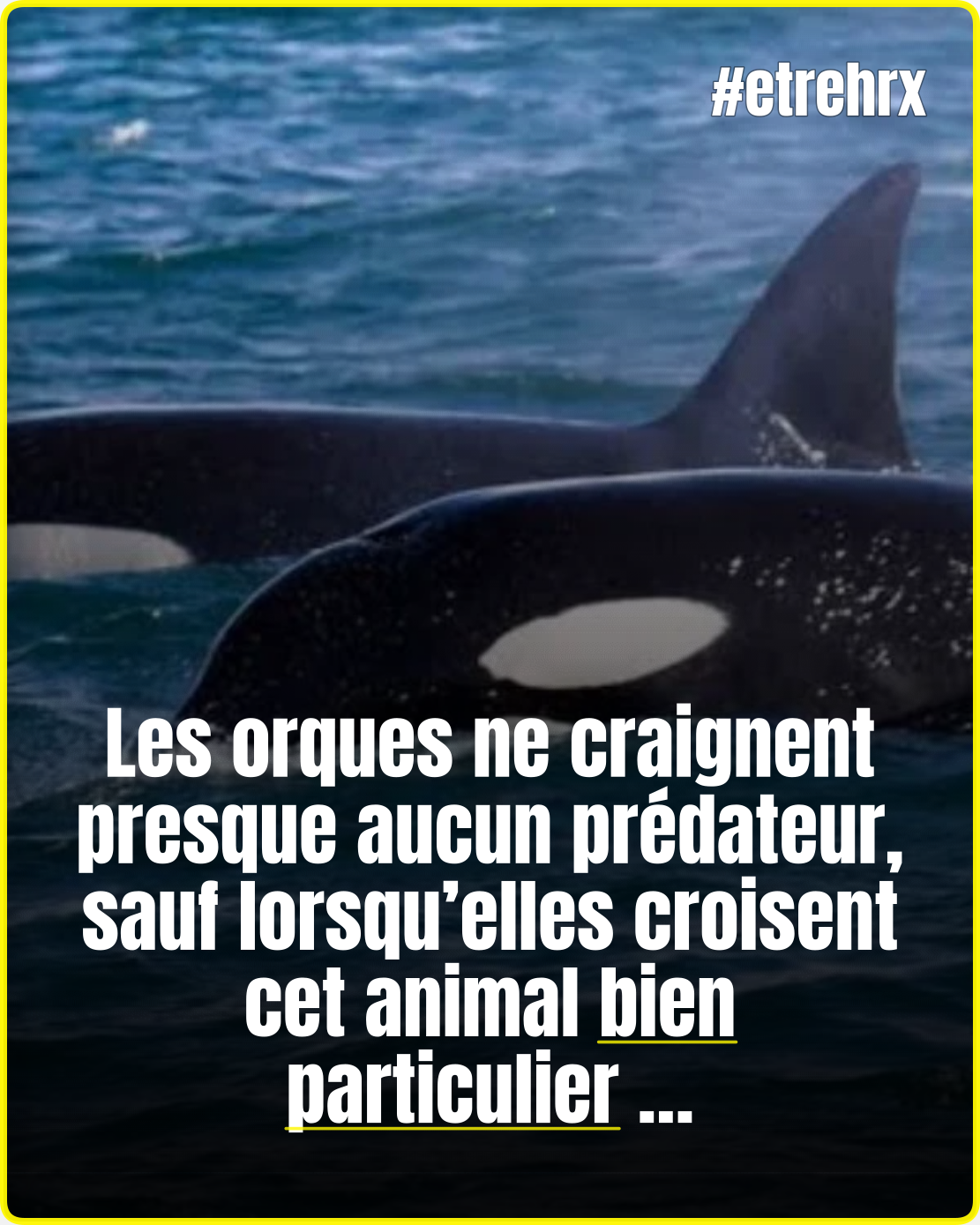 Les orques sont les prédateurs les plus dangereux des océans sauf quand ils croisent cet animal et on ignore pourquoi