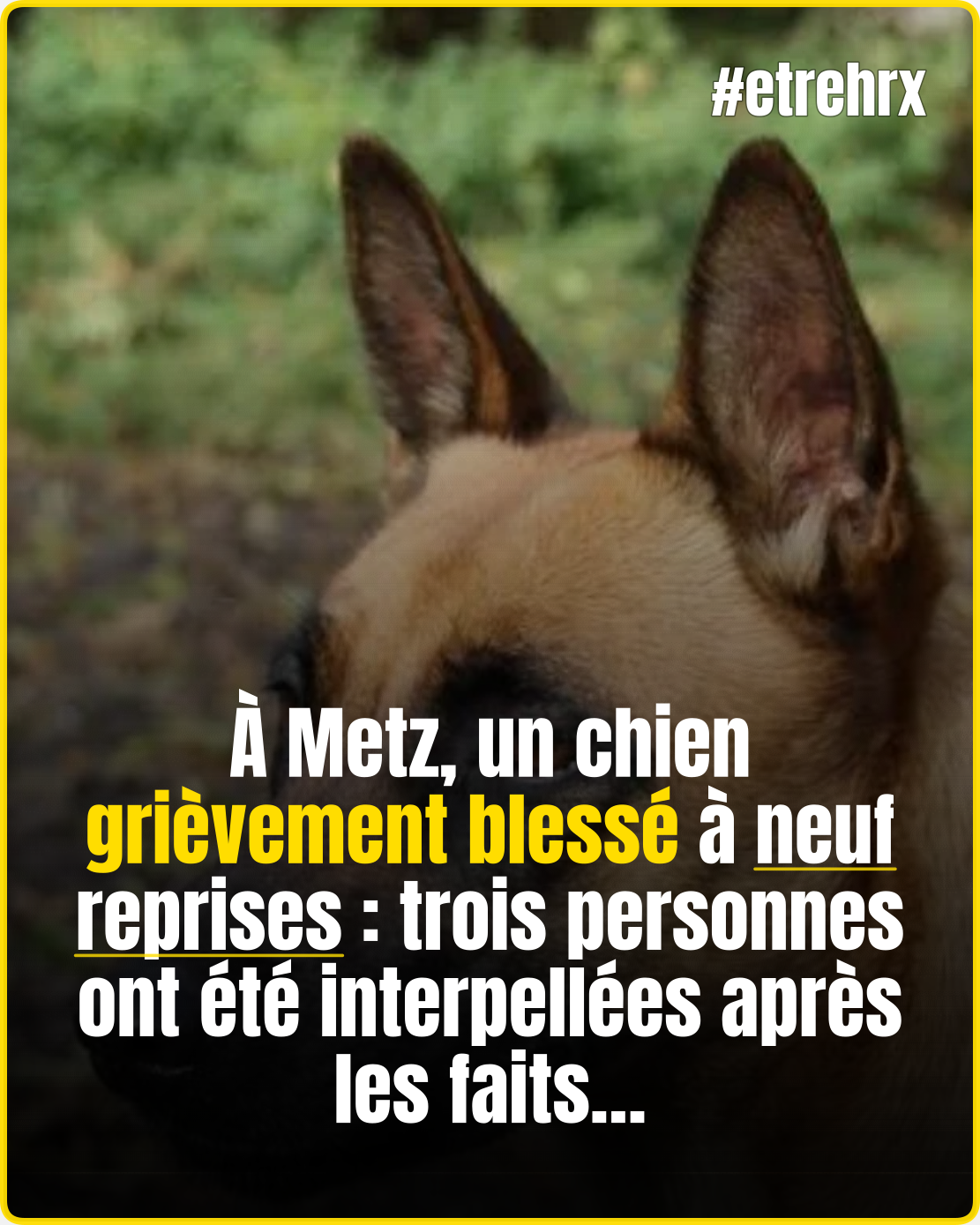 Un chien poigna*dé à neuf reprises à Metz, trois personnes interpellées