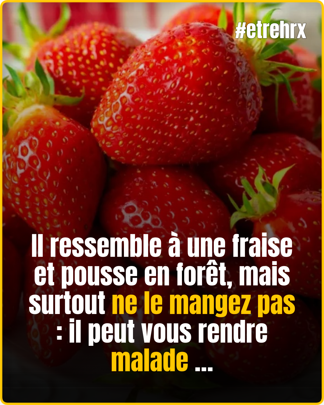 Ne mangez SURTOUT pas ce fruit qui ressemble à une fraise lors de vos balades en forêt, il est toxique et peut vous envoyer aux urgences