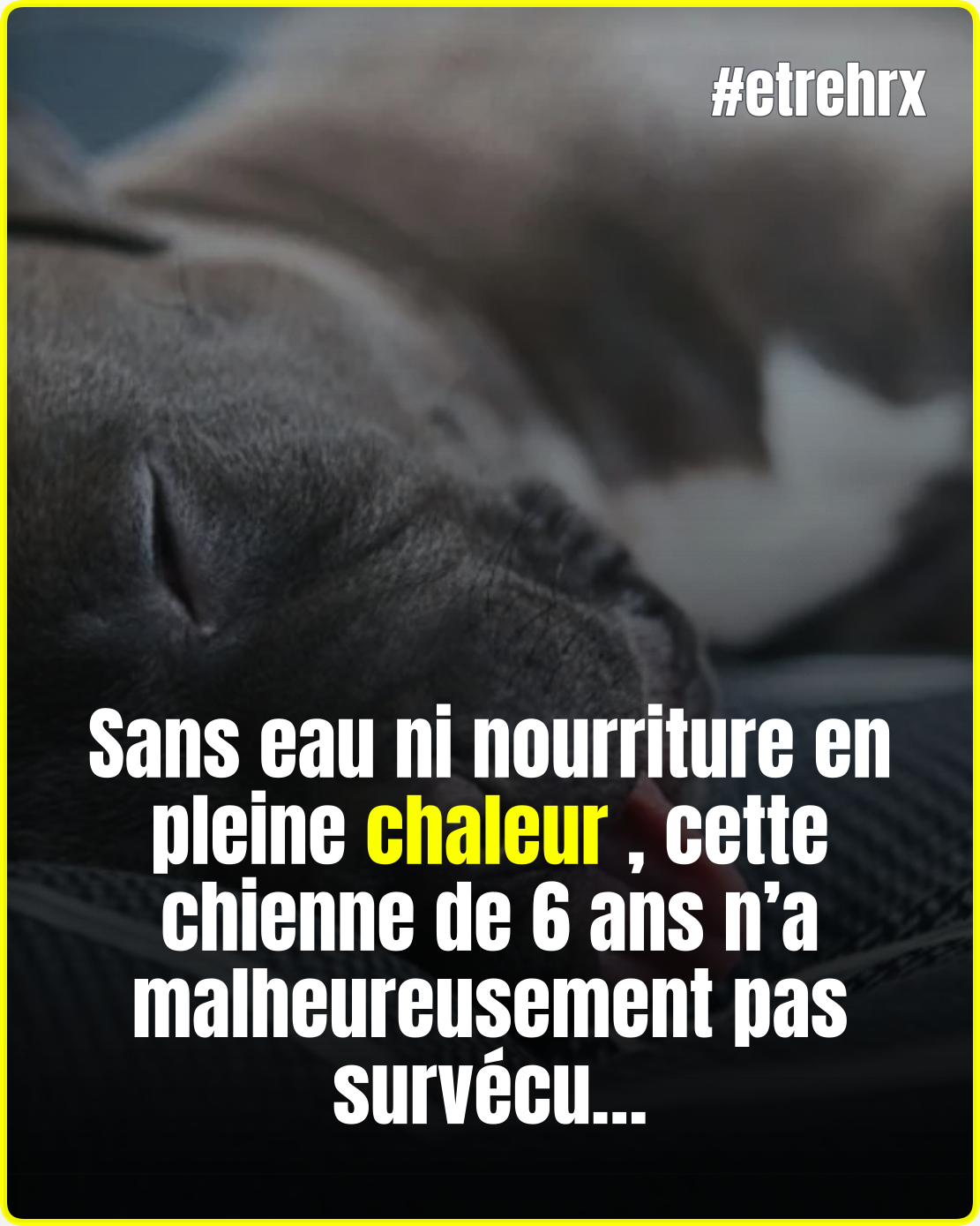 Sans eau, sans nourriture, sous 30 degrés : une chienne de 6 ans retrouvée sans vie sur un balcon en pleine canicule