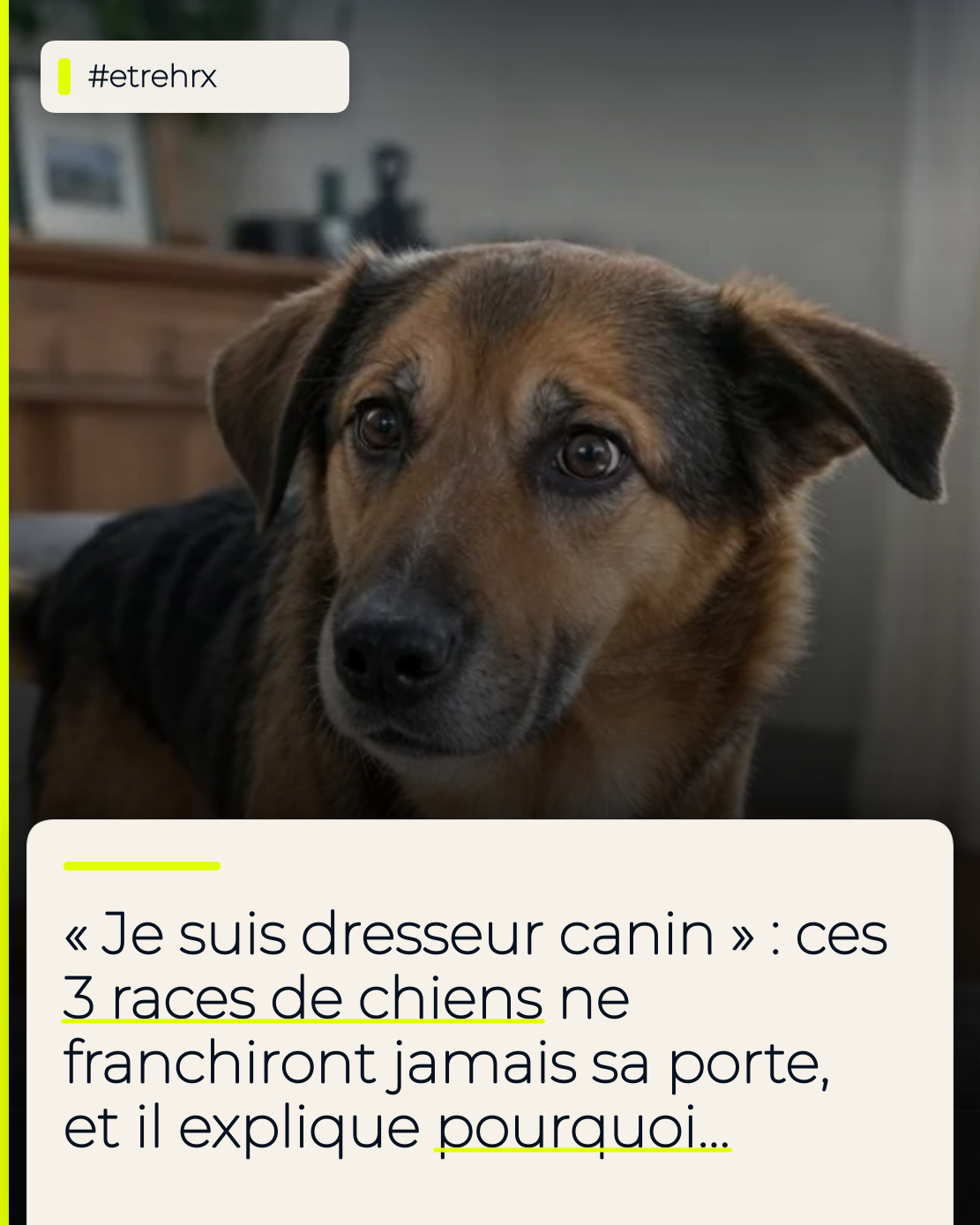 Je suis dresseur canin et ces 3 races de chiens ne franchiront jamais le pas de ma porte (pour une simple et bonne raison)