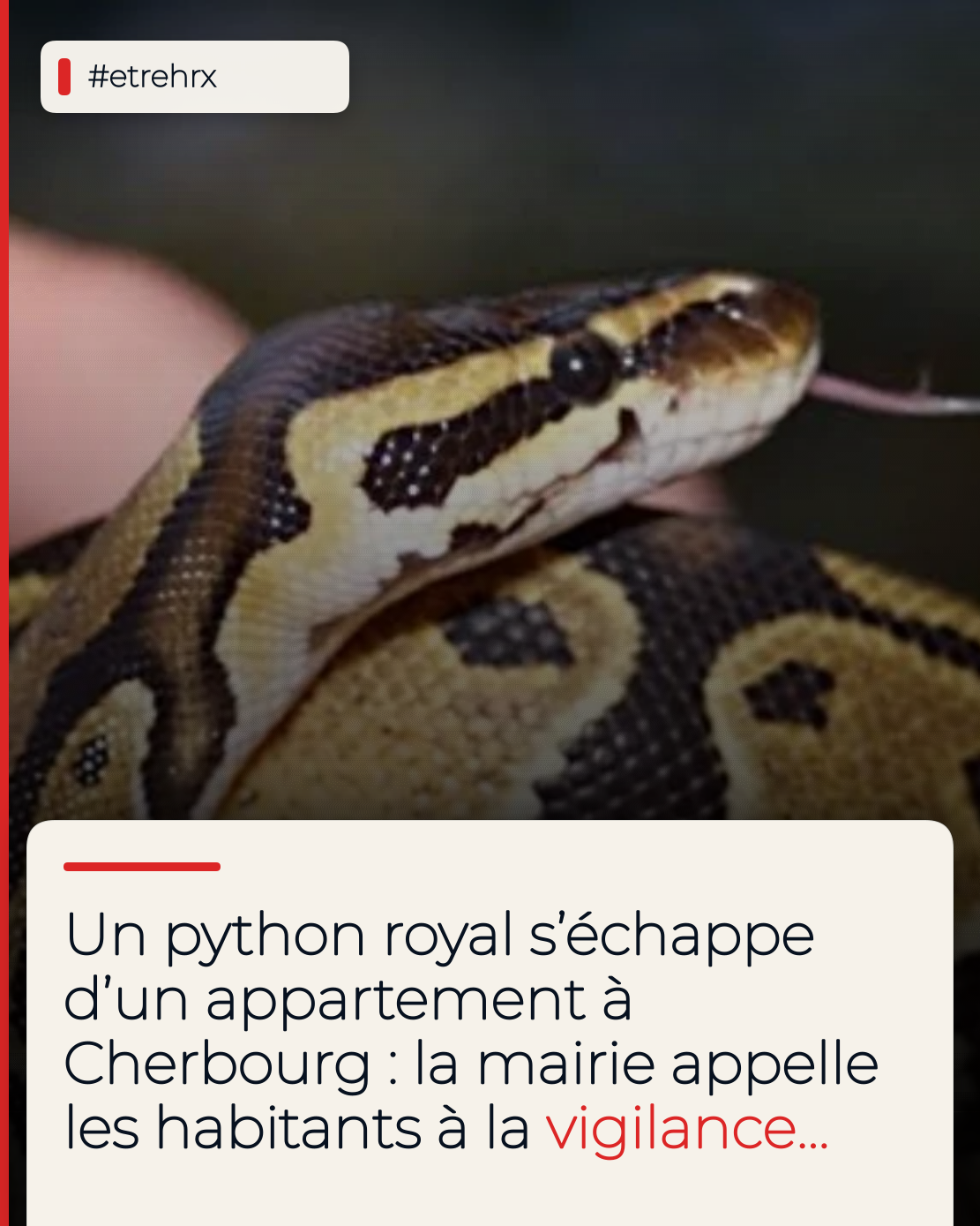 Un python royal s’est échappé d’un appartement à Cherbourg-en-Cotentin, la mairie appelle