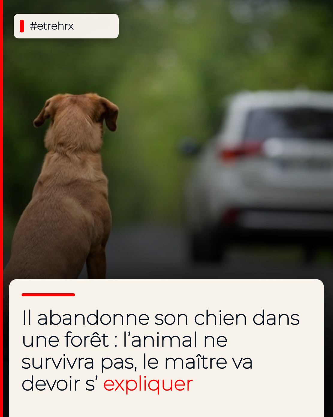 Il abandonne son chien dans une forêt : l’animal ne survivra pas,