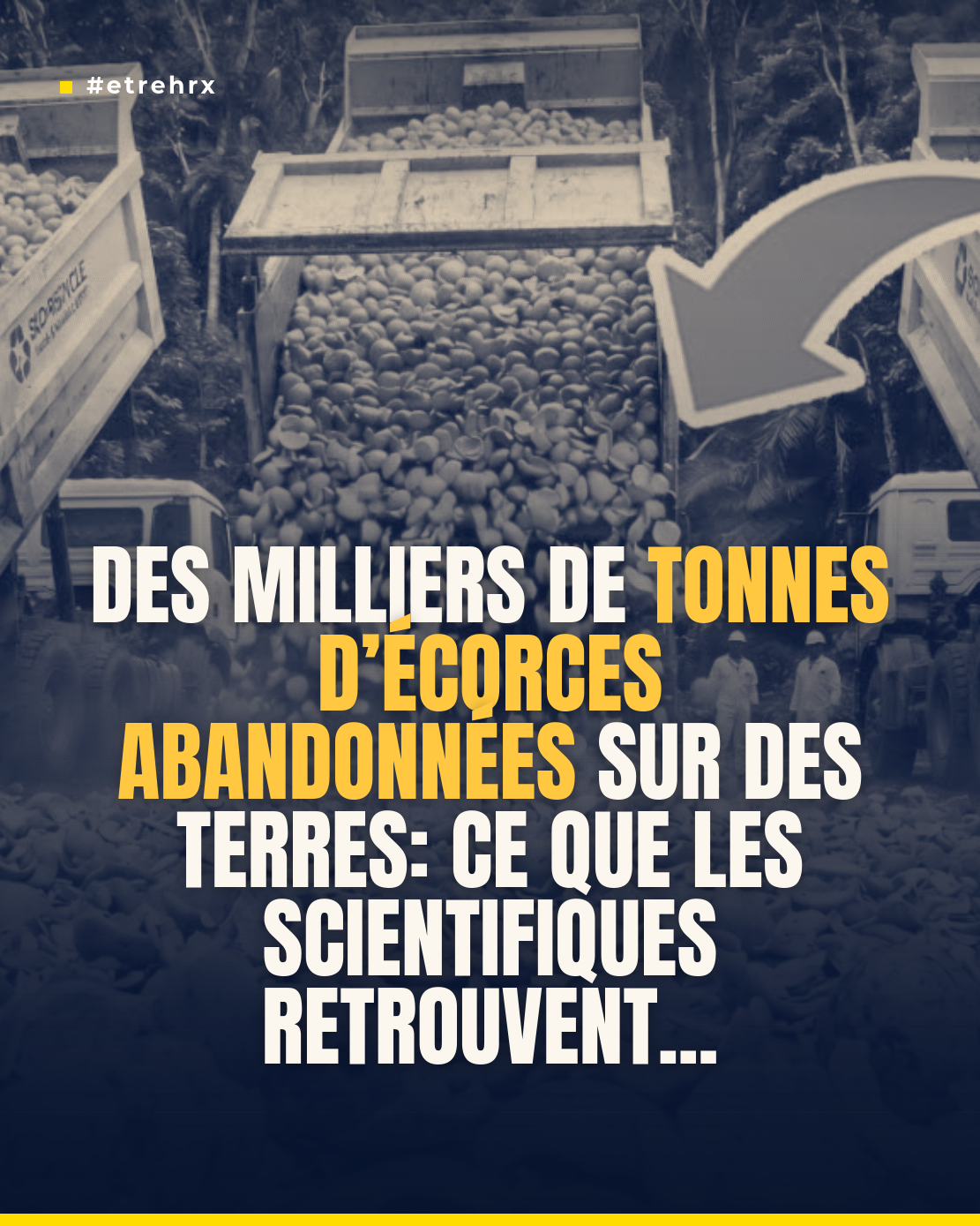 En 1997, 12 000 tonnes d&rsquo;écorces d&rsquo;oranges ont été déversées sur des terres arides : 16 ans plus tard, une forêt tropicale a été découverte
