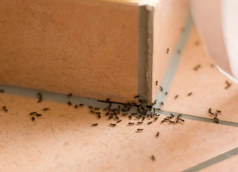 fourmis (2)