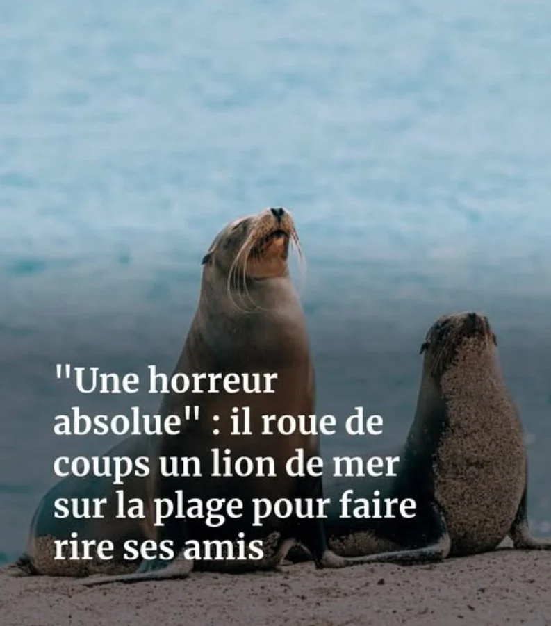 « Une horreur absolue » : il roue de coups un lion de mer sur la plage pour faire rire ses amis