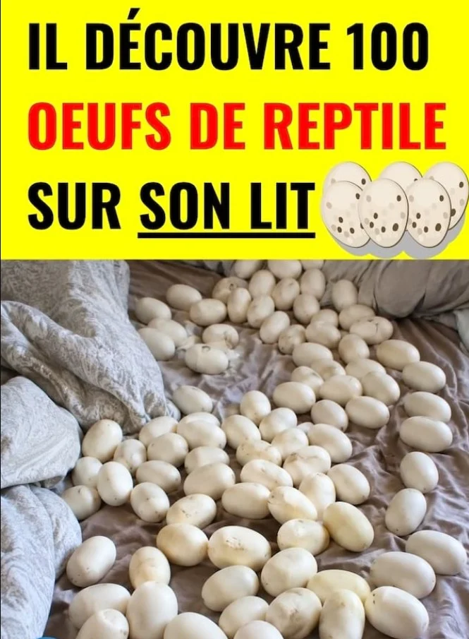 Un homme rentre chez lui après 6 mois. II découvre plus de 100 œufs recouvrant son lit