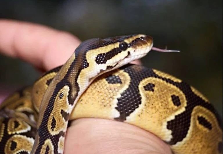 python (3)