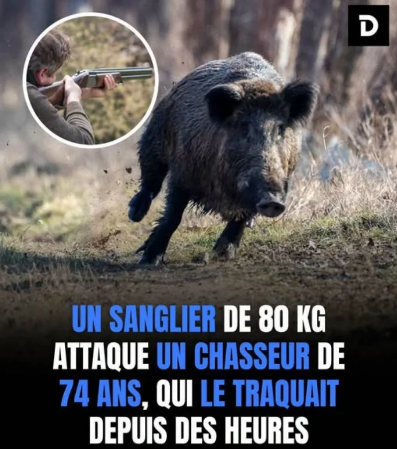 « Il s’est acharné sur lui » : un chasseur de 74 ans se retrouve face à un sanglier de 80 kg, tout bascule…