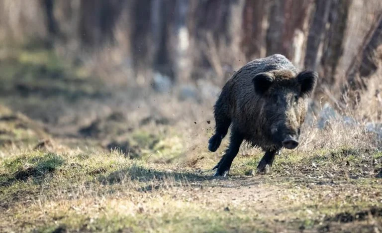 sanglier (4)