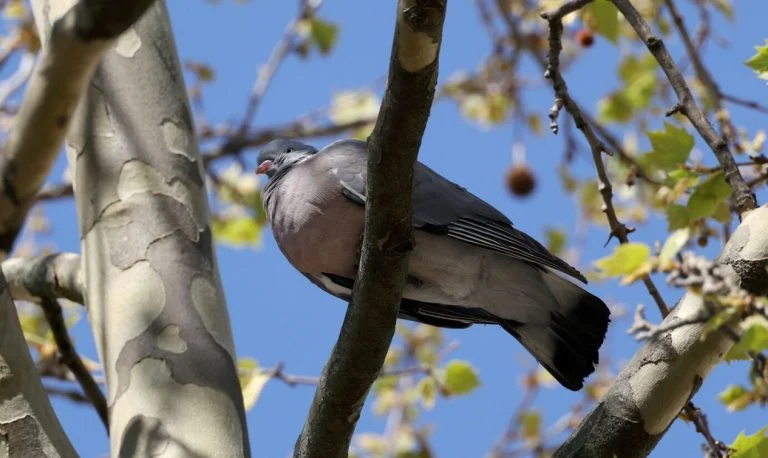 un pigeon (4)