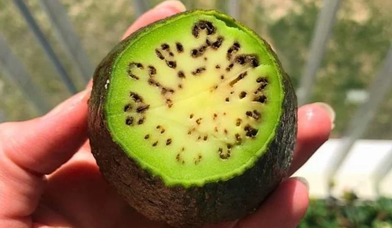 avocat (3)