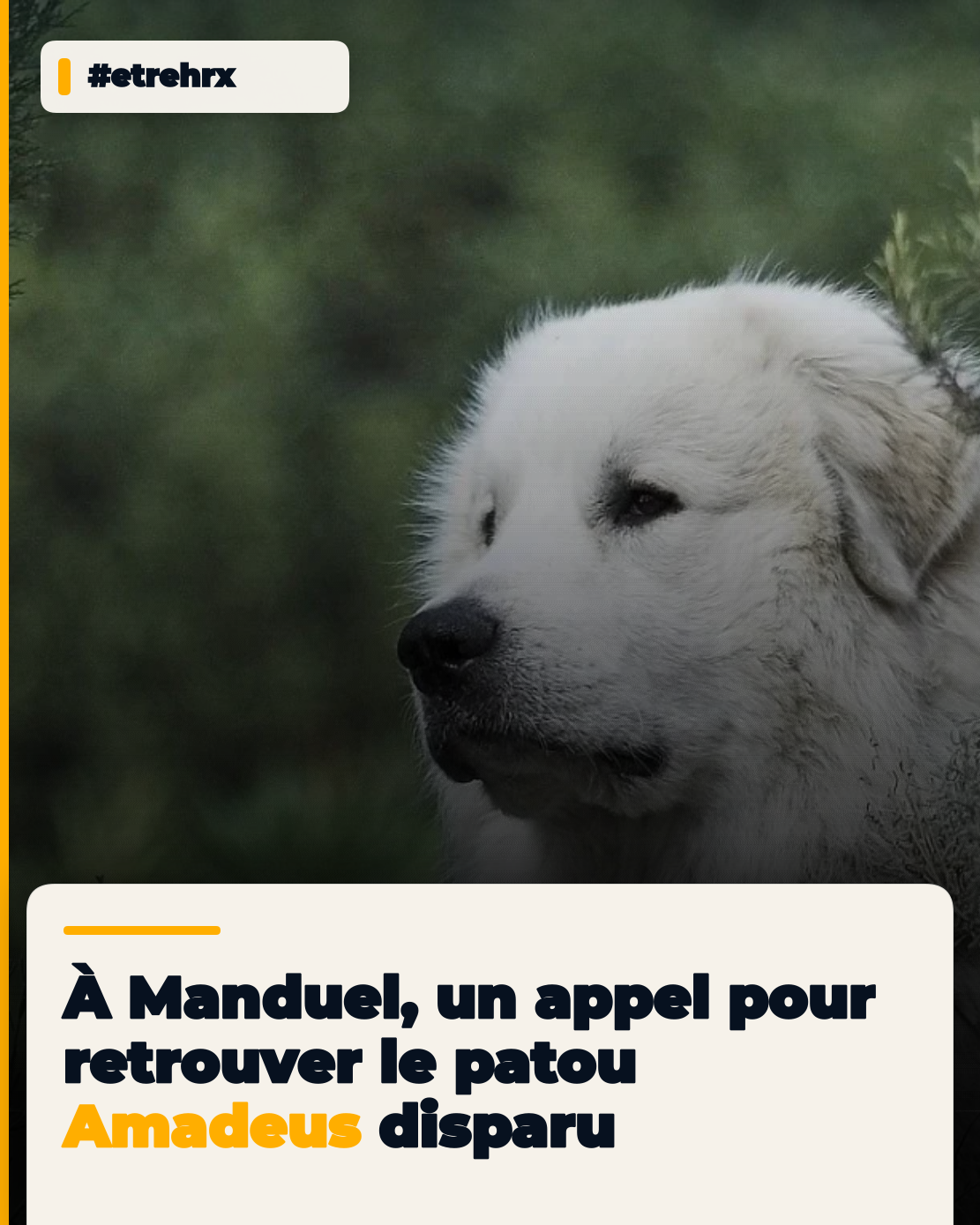 À Manduel, un appel pour retrouver le patou Amadeus disparu