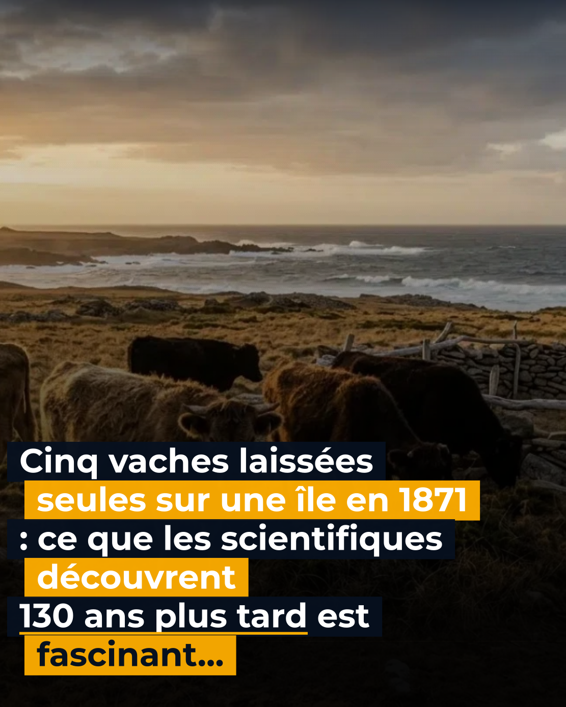 Un fermier a laissé cinq vaches sur une île isolée en 1871, 130 ans plus tard, des scientifiques ont séquencé et congelé leur ADN