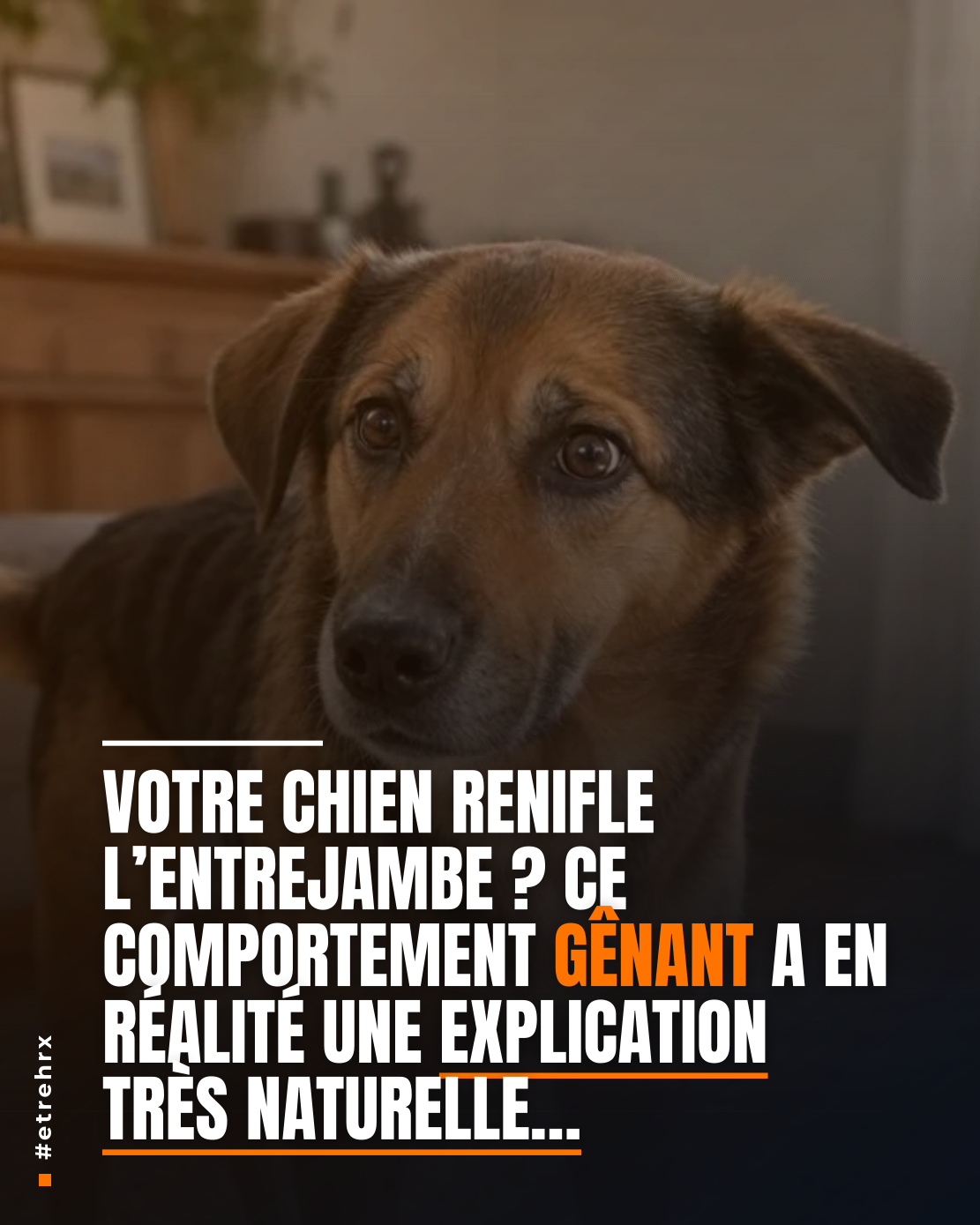 Chien qui renifle l’entrejambe : la vraie signification qui se cache derrière