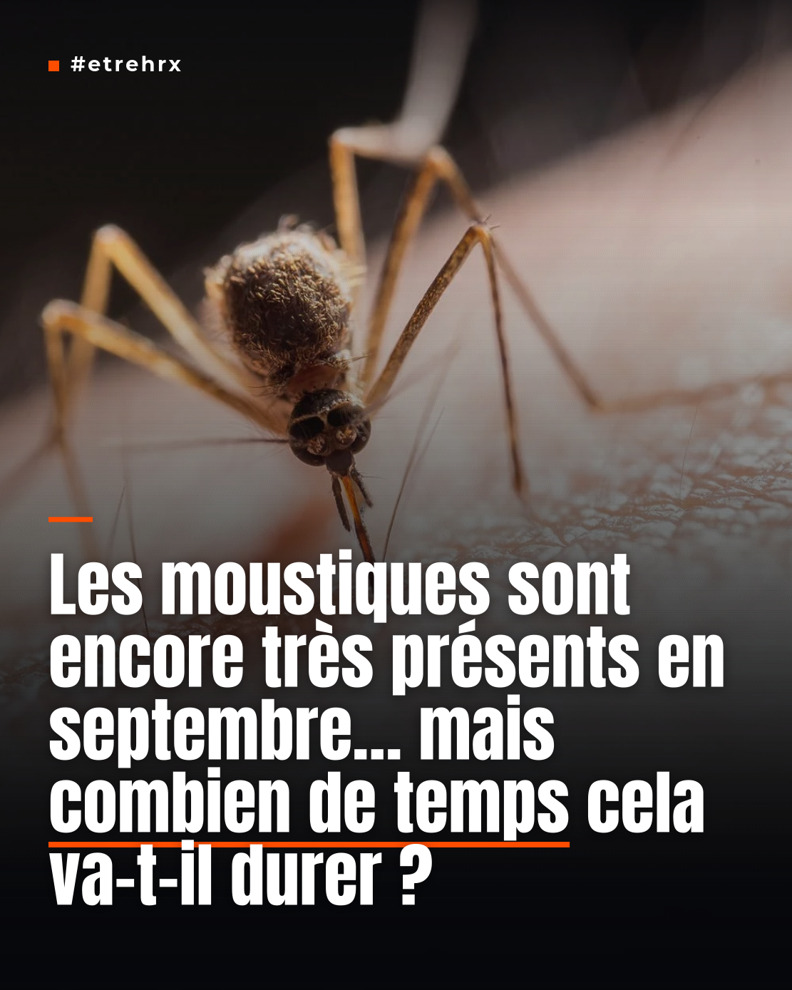 Pourquoi les moustiques sont-ils toujours aussi actifs en ce mois de septembre