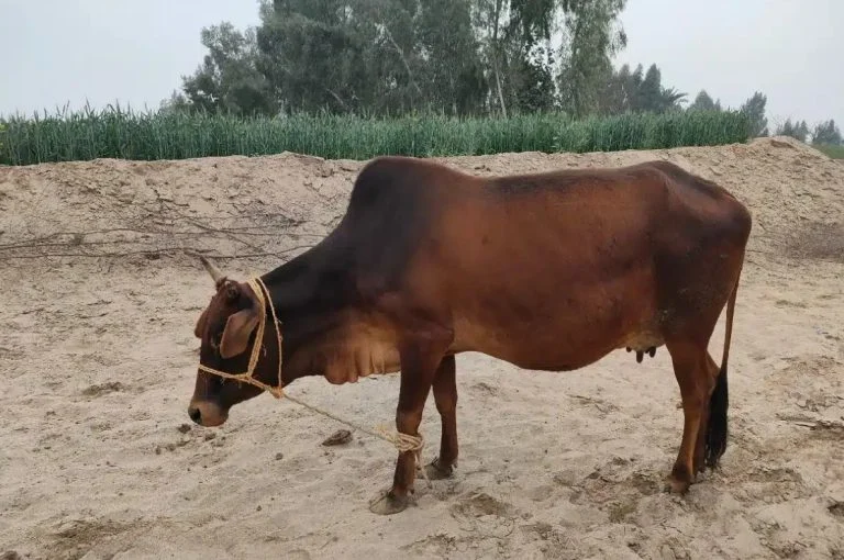 vaches (4)