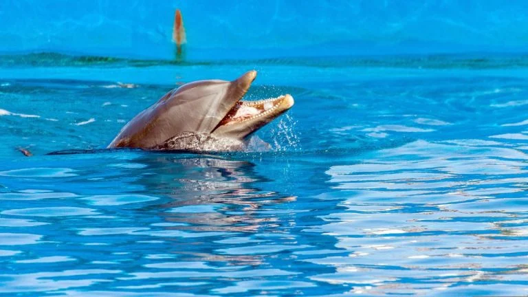 le-dauphin-rocky-ex-marineland-d-antibes-meurt-en- cover